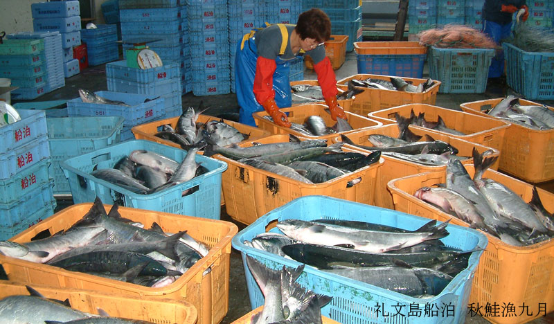 礼文島の秋鮭漁解禁